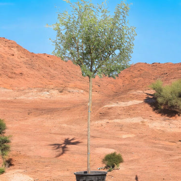 Acacia Farnesiana - Needle Bush - Vachellia Farnesiana